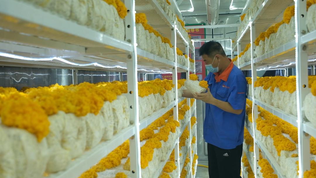 ɽ�|���f�����S�𡱮a(ch��n)�I(y��)����ġ������������Ƽ���(w��n)�a(ch��n)��